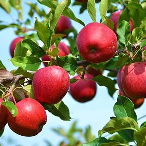 خواص بی‌نظیر برگ سیب را بشناسید! + فیلم