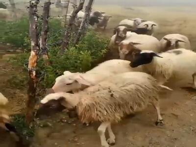 طبیعت زیبای ماسوله را ببینید