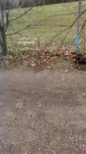 فیلم حمله سگ به راننده اسکوتر در خیابان