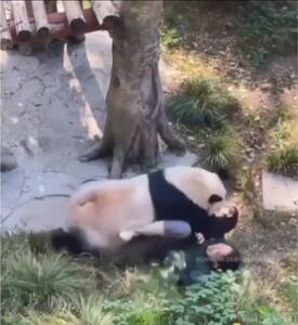 فیلم حادثه حمله پاندا به کارگر باغ وحش
