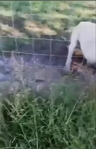 فیلم وحشتناک از حمله شیر به انسان