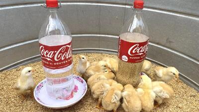 آموزش ساخت دانخوری جوجه با بطری پلاستیکی | آسان و بی هزینه