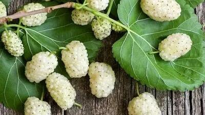کنترل دیابت و شفافیت پوست با این میوه بهاری شگفت‌انگیز