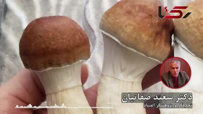 «ماشروم» بازی با زندگی/ آغاز بحرانی روانی که هیچ «سفری» قادر به درمان آن نیست + صوت