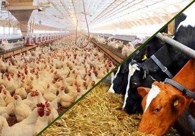 وضعیت ذخایر نهاده های دام و طیور مطلوب است - تسنیم
