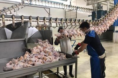 استان گلستان در تامین مرغ پایتخت هیچ مشکلی ندارد 