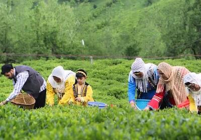 پرداخت 70 میلیارد تومان دیگر از مطالبات چایکاران شمال کشور - تسنیم