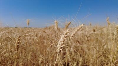 ثبات سطح زیر کشت گندم در ساوجبلاغ با وجود خشکسالی / پیش‌بینی برداشت ۶ تن در هر هکتار