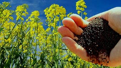 خرید تضمینی ۵۶ هزار تن دانه روغنی، ره آورد گل های مزارع کلزا در گلستان