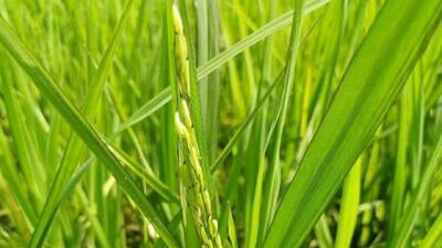 مشاهده نخستین خوشه‌های برنج گیلان در املش