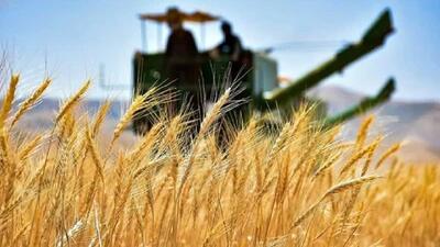 پیش بینی برداشت بیش از هزار تن گندم در فردوس