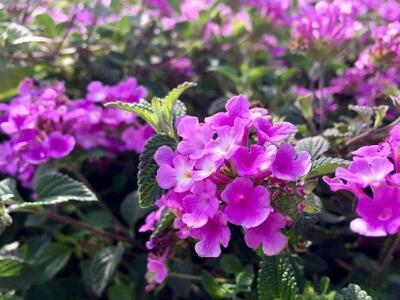 روش کاشت؛ نگهداری و پرورش گیاه شاه پسند