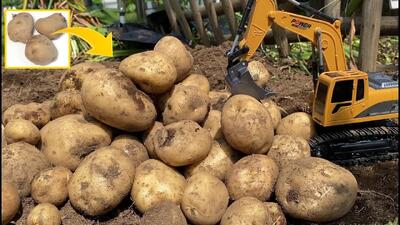 چگونه می توان با سیب زمینی های خریداری شده از فروشگاه، ۲۰ برابر سیب زمینی بیشتری درست کرد!