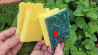 دیگه اسکاچ های قدیمی را دور نندازید / ایده استفاده از اسکاچ در گلدان