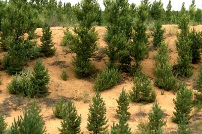 روز جهانی بیابان‌زدایی