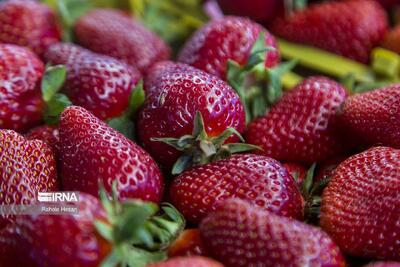 برداشت توت‌فرنگی از مزارع آذربایجان غربی آغاز شد/سردشت قطب تولید این محصول