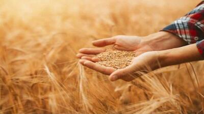 خرید تضمینی بیش از ۲ هزار تن گندم در ساری