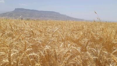 آغاز برداشت گندم از هشت هزار هکتار از مزارع استان البرز