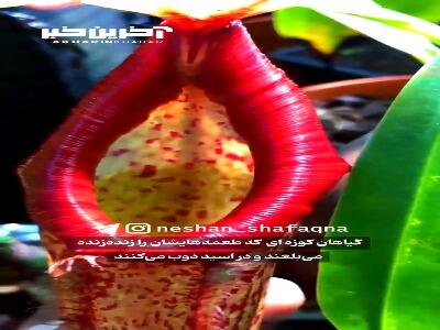 گیاهان کوزه‌ای اسیدی
