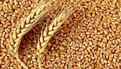 گندمکاران بخوانند/ واریزی جدید در راه است