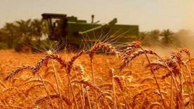 واریز ۲۸.۵ همت به حساب گندم‌کاران