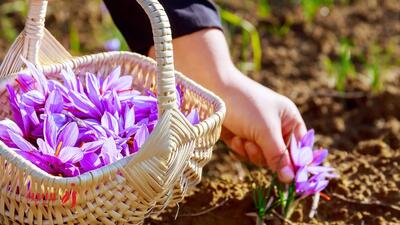 زعفران و آرامش روان: چطور در روزهای پر استرس کمکتان می کند؟ | زرچین