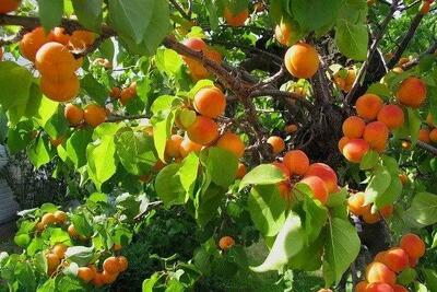 آغاز برداشت 2 هزار تن زردآلو از باغات استان قزوین