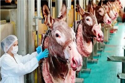 فرآوری الاغ؛ الاغ چموش رو با لیفتراک برد سلاخخونه تا از شیره وجودش هم بهره ببره