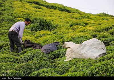614 میلیارد تومان مطالبات چایکاران شمال کشور واریز شد - تسنیم