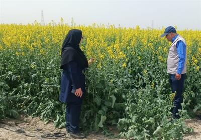 آغاز برداشت کلزا از 1200 هکتار مزارع شهرستان مشهد - تسنیم