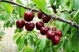 میوه تابستانی که کلسیم بیشتری از شیر دارد