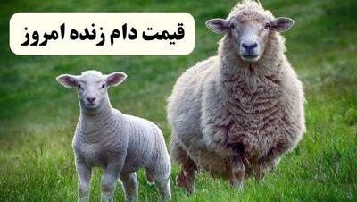اعلام قیمت دام زنده امروز دوشنبه ۲ تیر ۱۴۰۴ | کدام استان ارزان‌ترین گوسفند زنده را دارد؟