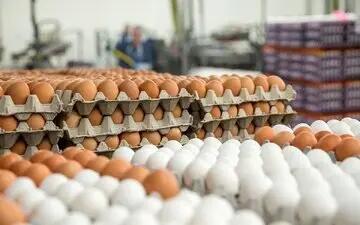 قیمت انواع تخم مرغ پوست سفید و قهوه‌ای اعلام شد