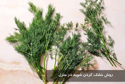 روش خشک کردن شوید در منزل | چگونه شوید را خشک کنیم که زرد نشود؟