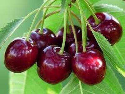 افزایش ۴۶ درصدی تولید گیلاس در آذربایجان شرقی