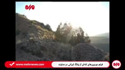 ببینید؛ پلنگ ایرانی در ارتفاعات رودافشان