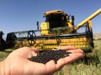 خرید ۷۴۰ تن کلزا در تعاون روستایی آذربایجان شرقی