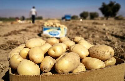 کاهش ۵۰درصدی قیمت سیب‌زمینی در دو هفته اخیر