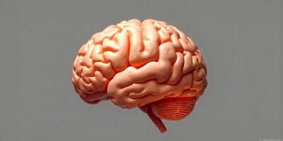 مغز شما چطور تصمیمات پیچیده می گیرد؟ راز هماهنگی سلول های عصبی فاش شد!
