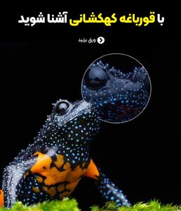 با قورباغه کمیاب کهکشانی آشنا شوید - سبک ایده آل