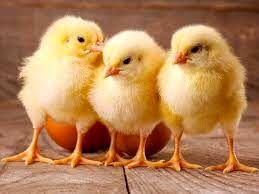 بلعیدن یک جوجه زنده برای درمان ناباروری
