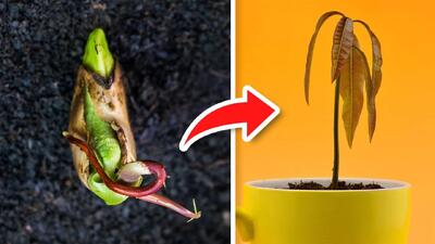 ۵ ترفند برای جوانه زدن فوق سریع انبه!