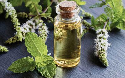 خواص نعناع؛ بررسی علمی و سنتی یکی از پرکاربردترین گیاهان دارویی