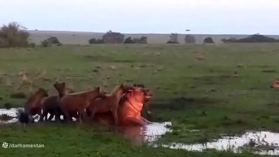نبرد حیات وحش / لحظه وحشیانه و خشن حمله کفتار و زنده بلعیدن اسب آبی دهن گشاد