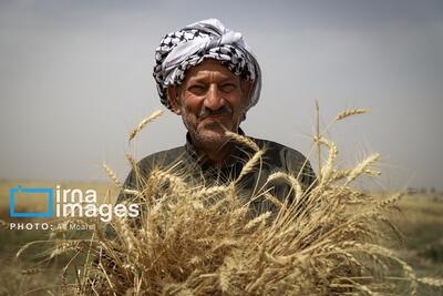 اقدام جدید وزارت جهاد برای کشاورزان/ قیمت نان کاهش می‌یابد؟