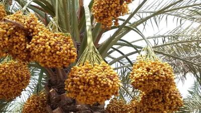 آغاز برداشت زودرس خرما در شهرستان دلگان با تنوع ارقام مرغوب
