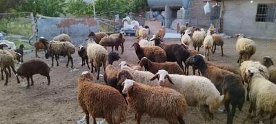 قیمت دام زنده در تهران به ۳۲۰ هزار تومان سید