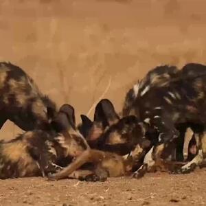فیلم حمله مرگبار سگ‌های وحشی به بابون