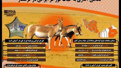 اینفوگرافیک | نگاهی آماری به حیات گورخر ایرانی در گرمسار