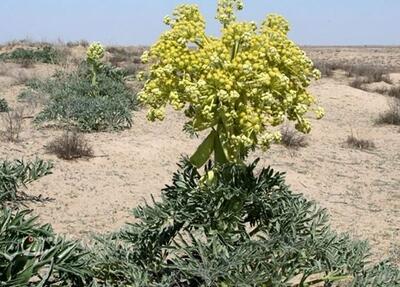 طلای گیاهی در چمدان خام‌فروشی